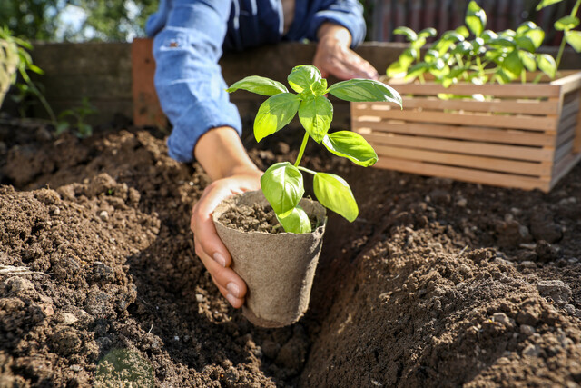 A pot being planted